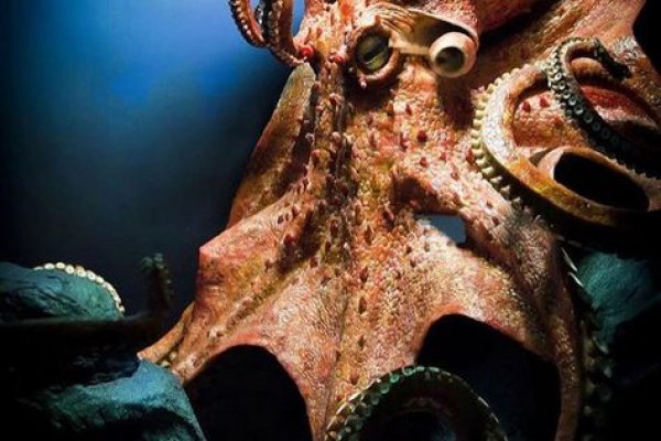 Https kraken at