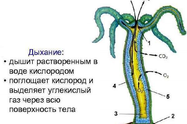 Кракен зеркало сайта